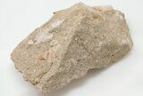 Otodus Shark Tooth Fossil in Rock - Eocene #201173-2